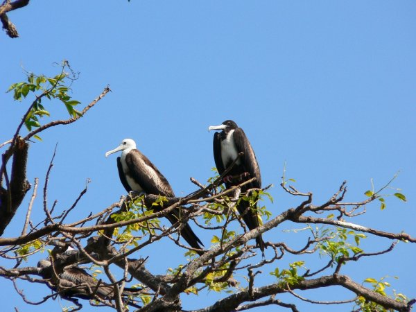 15- Fregates en haut des branches 